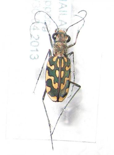 Réf. 103 301 : Lophyra cancellata
