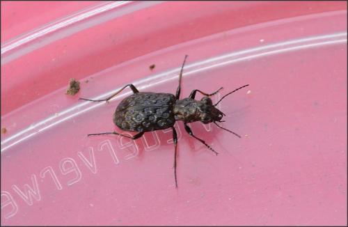 Elaphrus cupreus