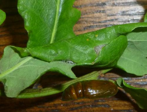 Selenia dentaria
