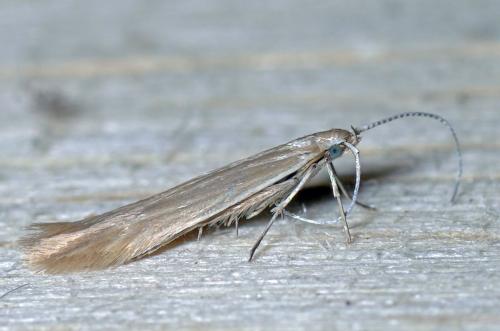 Coleophora sp.