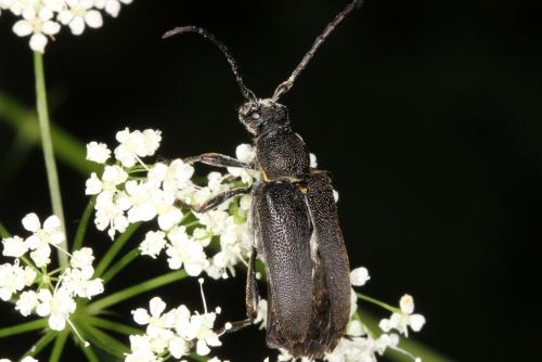 Stictoleptura scutellata