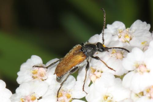 Pseudovadonia livida