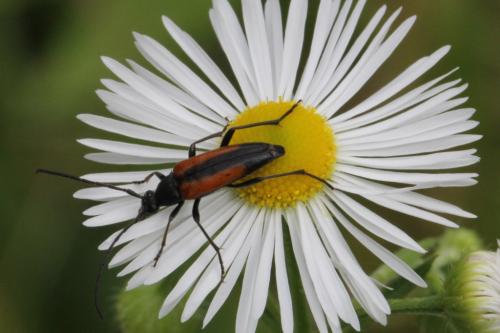 Réf. 103 795 : Stenurella melanura