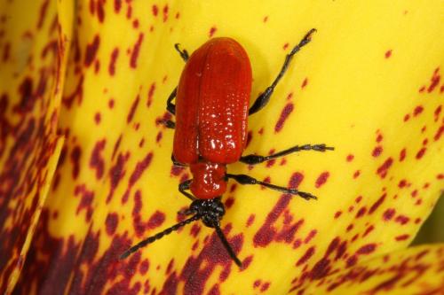 Réf. 103 958 : Lilioceris lilii