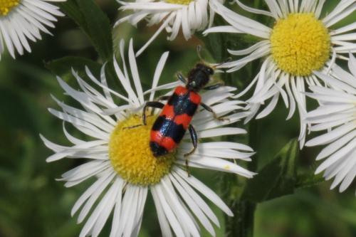 Réf. 103 790 : Trichodes apiarius