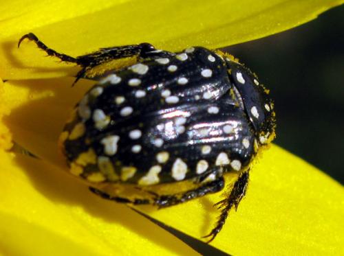 Réf. 103 474 : Oxythyrea pantherina