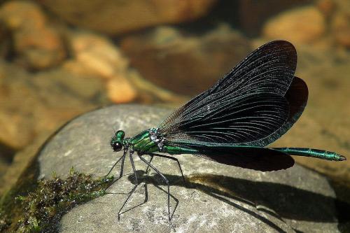Calopteryx virgo