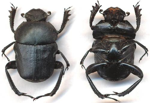 Gymnopleurus mopsus