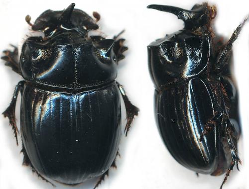 Copris lunaris