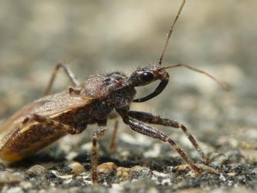 Coranus griseus