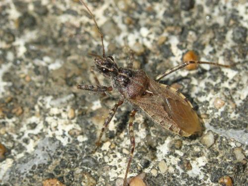 Réf. 103 701 : Coranus griseus