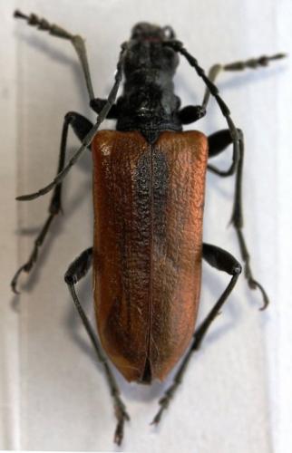 Réf. 103 451 : Anisorus quercus