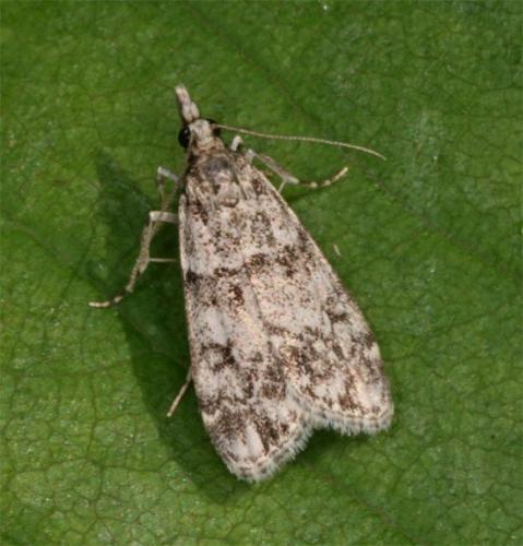 Réf. 103 762 : Eudonia sp.
