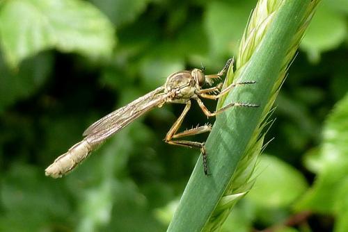 Leptogaster cylindrica