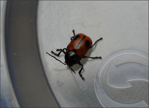 Cryptocephalus sp.