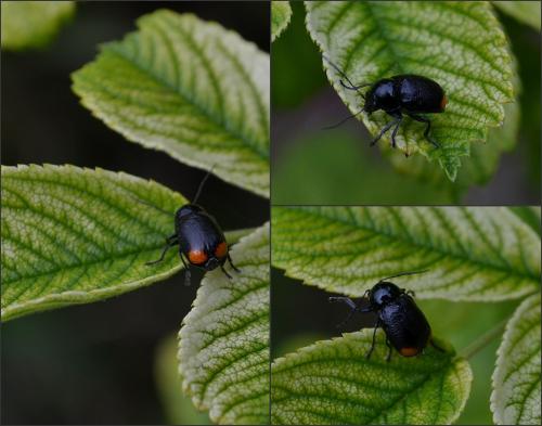Cryptocephalus sp.