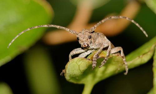 Réf. 103 277 : Niphona picticornis