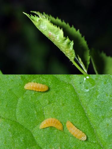Dasineura rosae