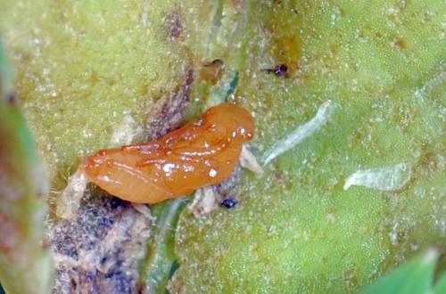 Dasineura rosae