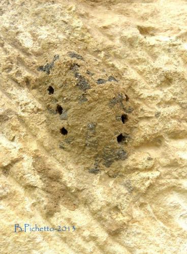 Réf. 103 380 : Delta unguiculatum