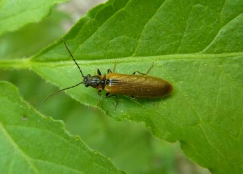 Réf. 103 129 : Denticollis linearis