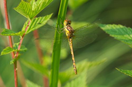 Sympetrum striolatum