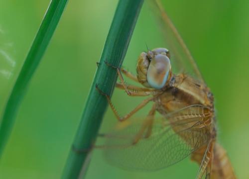 Réf. 103 993 : Crocothemis erythraea