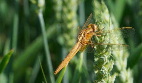 Crocothemis erythraea