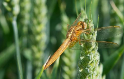 Crocothemis erythraea
