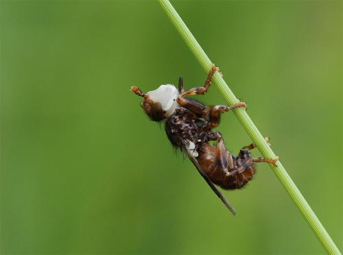 Myopa buccata