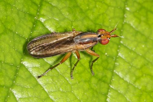Limnia unguicornis