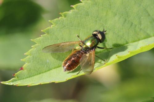 Chloromyia formosa