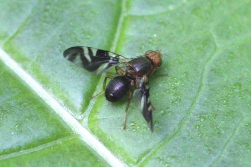 Philophylla caesio