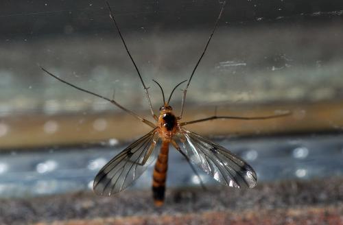 Réf. 103 273 : Leptomorphus walkeri
