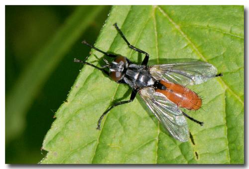 Cylindromyia bicolor