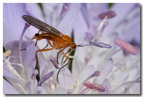 Empis lutea