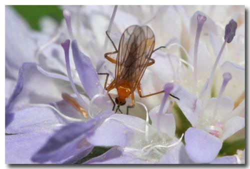 Empis lutea
