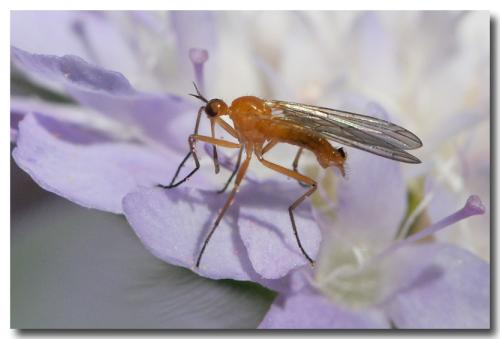 Empis lutea