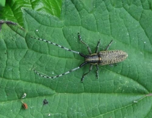Réf. 103 124 : Agapanthia villosoviridescens