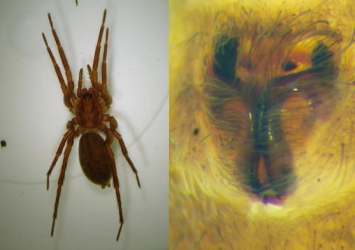 Agroeca brunnea