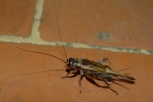 Eumodicogryllus bordigalensis bordigalensis