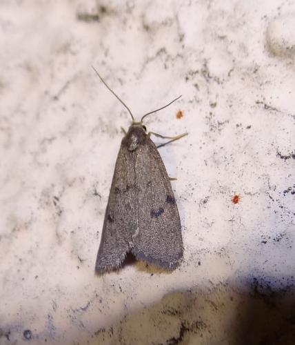 Apaidia mesogona