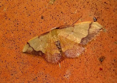 Idaea ostrinaria