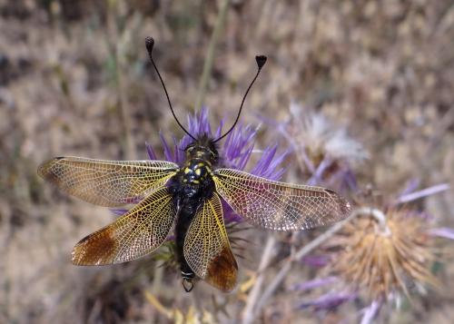 Libelloides ictericus