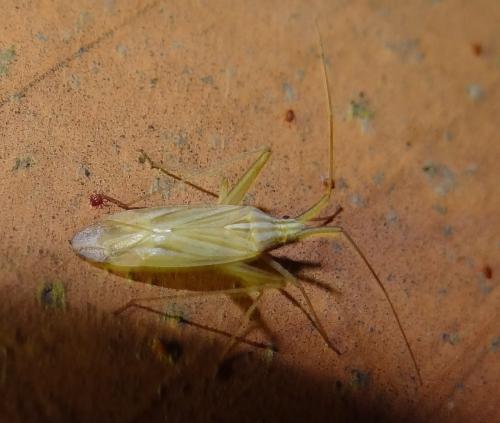Miridius quadrivirgatus
