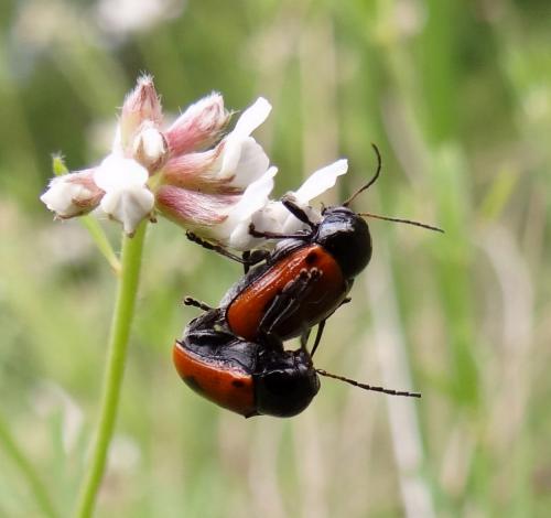 Réf. 103 711 : Cryptocephalus bipunctatus