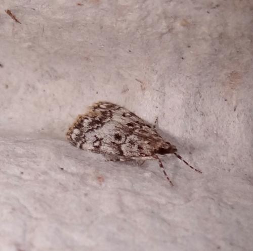 Réf. 103 732 : Eudonia lacustrata