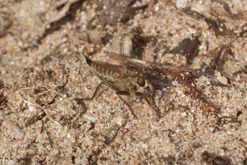 Réf. 103 146 : Dysmachus sp.