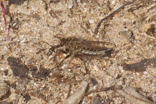 Dysmachus sp.