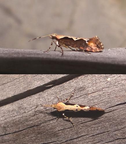 Rhigognostis incarnatella